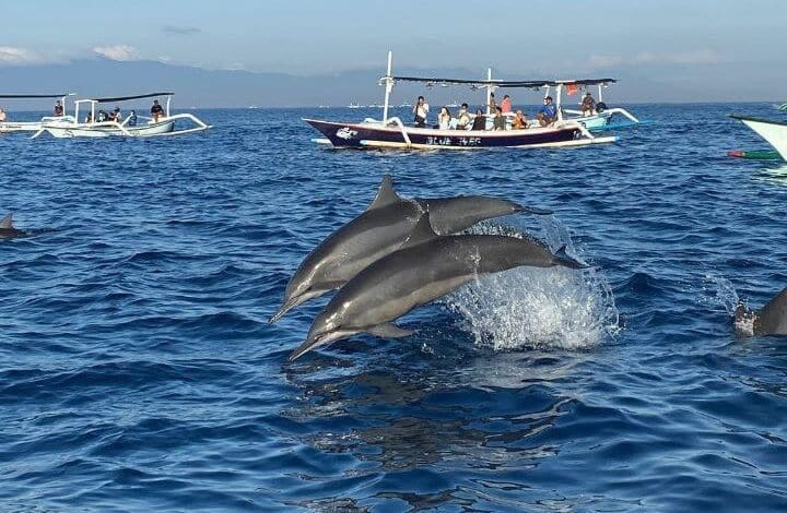 Dolphins jumping on the Lovina Dolphin Tour in Bali