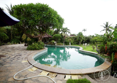 Swimming pool in a Balinese villa with large frangipani tree